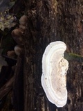 Trametes lactinea image