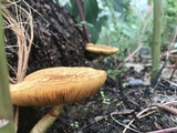 Gymnopilus cyanopalmicola image