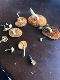 Gymnopilus cyanopalmicola image