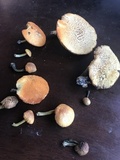Gymnopilus cyanopalmicola image