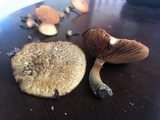 Gymnopilus cyanopalmicola image