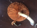 Gymnopilus cyanopalmicola image