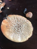 Gymnopilus cyanopalmicola image