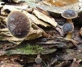 Boletellus chrysenteroides image