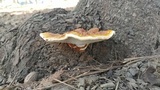 Ganoderma sessile image