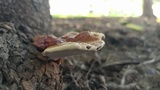 Ganoderma sessile image