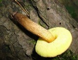 Boletellus chrysenteroides image