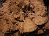 Laetiporus cincinnatus image