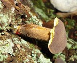 Boletellus chrysenteroides image