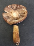 Russula mutabilis image