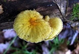 Cyptotrama chrysopepla image