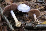 Cortinarius argenteopileatus image