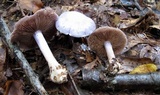 Cortinarius argenteopileatus image