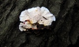 Phlebia incarnata image