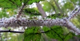 Scorias spongiosa image