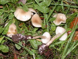 Clitocybe fragrans image