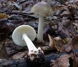 Amanita brunnescens image