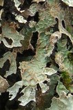 Parmelia barrenoae image