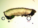 Aspicilia aquatica image