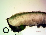 Aspicilia aquatica image