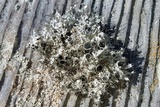 Heterodermia namaquana image