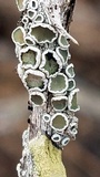 Lecanora pacifica image