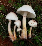 Leucoagaricus americanus image