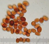 Leucoagaricus americanus image