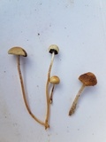 Protostropharia semiglobata image