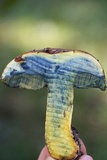 Boletus rufocinnamomeus image