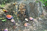 Ganoderma curtisii image