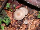 Clitocybe fragrans image
