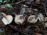 Lactarius glutininitens image