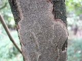 Fuscocerrena portoricensis image