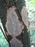 Fuscocerrena portoricensis image