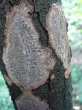 Fuscocerrena portoricensis image