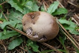 Tylopilus violatinctus image