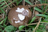 Tylopilus violatinctus image