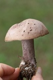 Tylopilus violatinctus image