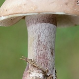 Tylopilus violatinctus image