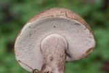 Tylopilus violatinctus image