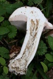 Tylopilus violatinctus image