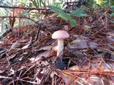 Boletellus ananas image