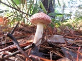 Boletellus ananas image