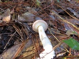Boletellus ananas image