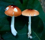 Leucoagaricus rubrotinctus image