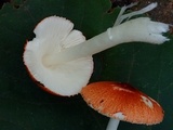 Leucoagaricus rubrotinctus image
