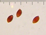 Leucoagaricus rubrotinctus image