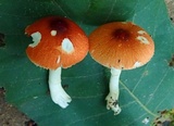Leucoagaricus rubrotinctus image