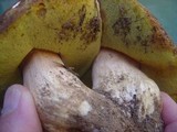 Boletus rex-veris image